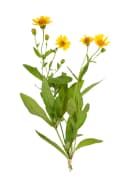 ARNICA