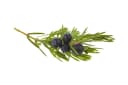 JUNIPER BERRY