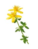 ST JOHN'S WORT