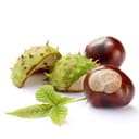 HORSE CHESTNUT